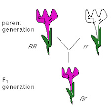 Laws Of Inheritance Dominance Segregation Independent Assortment Etc