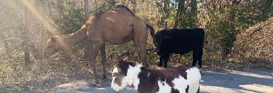 A cow, donkey and camel were found wandering together on a kansas road. Camel Cow And Donkey Found Roaming The Street Together In Kansas Comic Sands