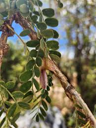 Image result for Ormocarpum schliebenii