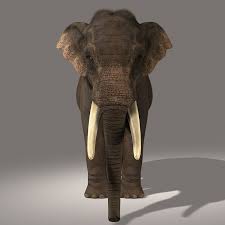 3d Model Photorealistic Asian Elephant Fur Asian Elephant Elephant 3d Model
