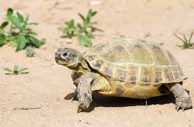 Russian Tortoise Care Sheet | ReptiFiles