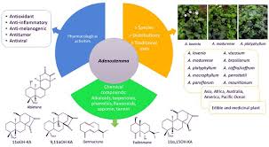 Image result for Adenostemma mauritianum