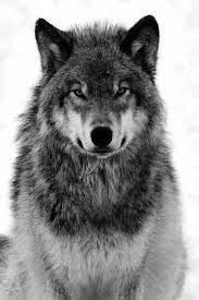 Insurance Car Insurance Home Insurance And More Of The Best Insurance Companies Car Insurance Home Insurance And Other Personal Insurance Insurance For 2020 Siyah Kurtlar Timber Wolf Beyaz Kurt