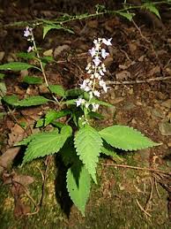 Image result for Isodon