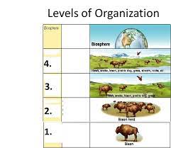 Our free online crosswords for the vocabulary list, ecology, are just a taste of our online study tools! Levels Of Organization In An Ecosystem Diagram Quizlet