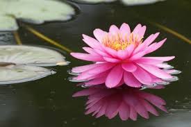 These are the major rivers in tamil nadu and the list is also in descending order corresponding to their what is the provincial flower of tamil nadu? Most Popular Flower Names In Tamil English India Gardening