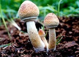 Therefore, if the product is haram, the means of acquiring the product (the surrogate's renting of her womb) is also haram. Is It Permissible To Use Mushrooms To Gain Spiritual Openings Seekersguidance