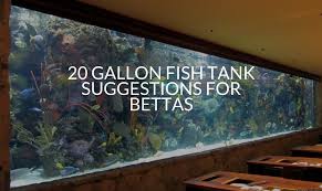 Most times, the largest male or female betta fish takes this position. 20 Gallon Fish Tank Suggestions For Bettas Betta Care Fish Guide