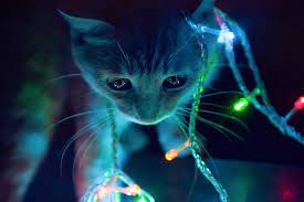 We did not find results for: 4580655 Cat Christmas Lights Animals Colorful Wallpaper Mocah Hd Wallpapers