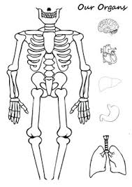 We have 15+ free body worksheets for kids for you to choose from and kids will enjoying learning about the different parts of the human body. Human Body Organs Cut And Paste Worksheets Teaching Resources Tpt