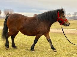 Continuând, sunteți de acord cu politica de confidențialitate și cookie și acceptați modul în care. Cai Brasov Iapa Ponei De Vanzare Posibil GestantÄƒ Facebook