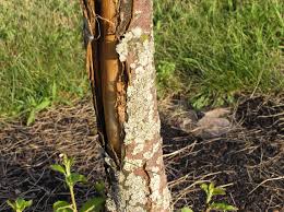 Most fungal diseases can be fought, and are usually not lethal to the tree. Split Bark On Crabapple Tree Can This Tree Be Saved 141211 Ask Extension