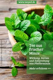 Tee Aus Frischer Minze Im Sommer Und Winter Ein Genuss Pfefferminze Frische Minze Minze