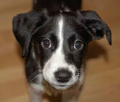 Black And White Border Collie Mix Ollie The Border Collie Mix Lab Mix Puppies Border Collie Mix White Border Collie