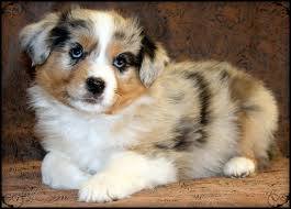 Maybe you would like to learn more about one of these? Mini Aussie Puppies Az Novocom Top