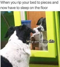 30 Clean Animal Memes Of 2020 To Make You Laugh In 2020 Funny Dog Memes Animal Memes Clean Funny Animal Memes