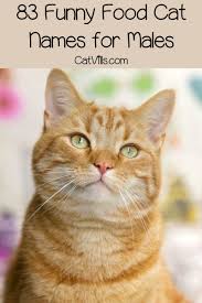 156 Funny Food Cat Names Catvills Cat Names Cats Cat Behavior