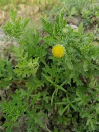 Image result for Grangea anthemoides