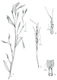 Image result for Schizachyrium brevifolium