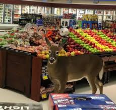 Maybe you would like to learn more about one of these? Deer Goes Shopping At Price Chopper