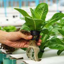 However, if you do choose to start with a live plant or seedling, be sure to thoroughly rinse the soil from your plant's roots. Indoor Gardening Hydroponics 101 Planet Natural
