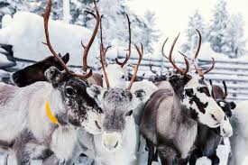 And i'm just like rudolph, i read it and it's completely me!! 12 Surprising Facts About Reindeer