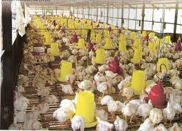 We did not find results for: Dispertan Bantenprov Go Id Budidaya Ayam Pedaging Broiler