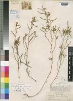 Image result for Phyllanthus ceratostemon
