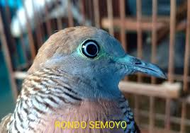 Itulah daftar harga perkutut bangkok diurutkan berdasarkan harga termahal ke murah. 33 Ciri Ciri Perkutut Pancuran Emas Info Dana Tunai