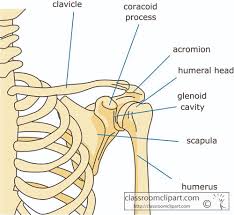 The clavicle (collarbone), the scapula (shoulder blade), and the humerus (upper arm bone) as well as associated muscles, ligaments and tendons. Bone Structure Shoulder Human Body Pure Body Balance
