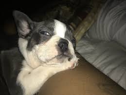 Maybe you would like to learn more about one of these? French Bulldog Puppies For Sale Atlanta Ga 303007