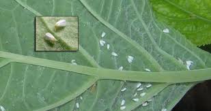 What do they look like? White Fly Murramarang Community Garden