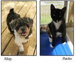 Learn more about safe haven puppy rescue in reston, va, and search the available pets they have up for adoption on petfinder. S A F E Pet Rescue Inc S A F E Is Saving Animals From Euthanasia