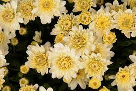 Mum Chrysanthemum X Morifolium Chelsey White Lucas Greenhouses