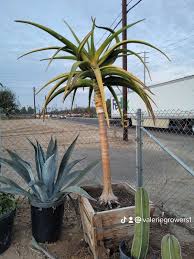 Image result for Aloidendron barberae