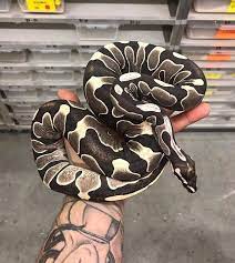 Scaleless Ball Python Scaleless Ball Python Ball Python Pet Pet Snake