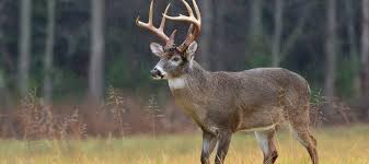 Spread coffee grounds around your garden. The Best Deer Repellent July 2021