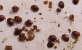 Varroa 2 Abeille Apiculture Ruche Abeille
