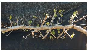 Image result for grape pruning