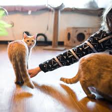 Yoga mats and cats at cattyshack cafe in fort myers. Javacatscafe Javacatscafe Twitter