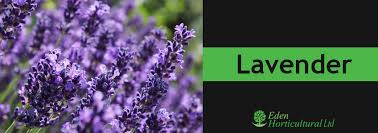 To foil flea beetles on eggplants, you can try tossing onion peelings around them, although the actual onion plants work better. 13 Plants That Repel Flies Mosquitoes And Bugs Eden Horticultural