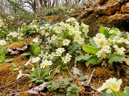 Image result for Primula