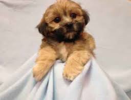 We'll safely and securely deliver your new pup while following all recommendations by the cdc. Malshi Puppies For Sale Long Island Ny Puppies Puppies For Sale Designer Dogs