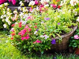 Ele nu trebuie sa lipseasca din nici o gradina, intrucat sunt foarte frumoase si deloc pretentioase cand vine vorba despre mediul in care trebuie sa se dezvolte. Flori De ToamnÄƒ Florile Sfarstiului De August