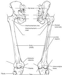 Diagram femur bone diagram data pre. Lower Limb Anatomy Bones Anatomy Drawing Diagram