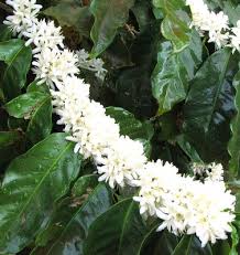 Image result for Coffea schliebenii