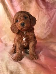 We can ship our puppies to any major us airport making it possible for people from all over the united states to get a true f1 or f1b goldendoodle puppy. Iowa S Top Mini Goldendoodle Breeder Has An Available Dark Red Female Pup