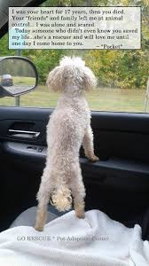 I Was Your Heart For 17 Years Then You Died Your Friends And Family Left Me At Animal Control I Was Alone And S Cute Funny Dogs Animals Animals Friends