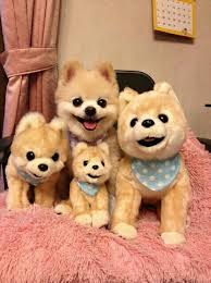 Find The Real Dog Cute Animals Baby Animals Cute Animal Pictures
