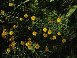 Image result for Pentanema